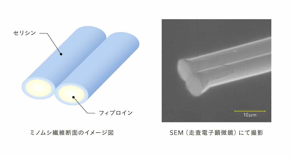 ミノムシ繊維の構造 ミノムシ繊維の構造